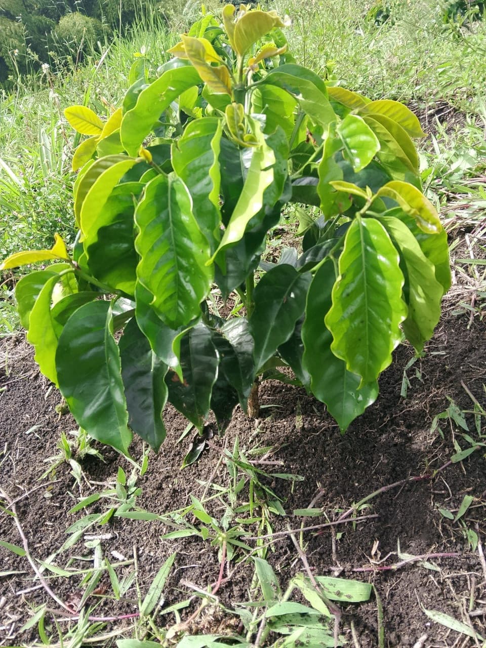 Cultivo acompañado por GeoConceptos 8