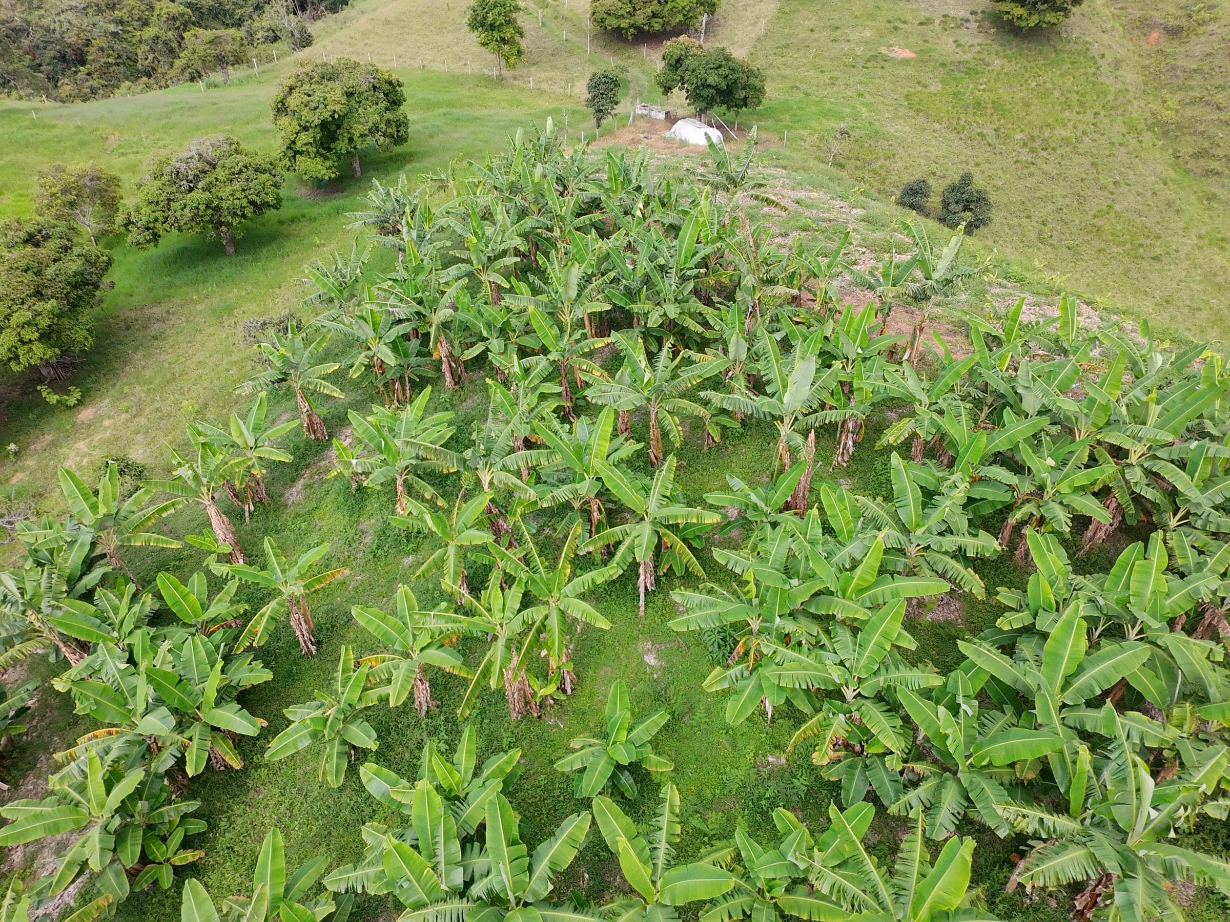 Asistencia Agronómica